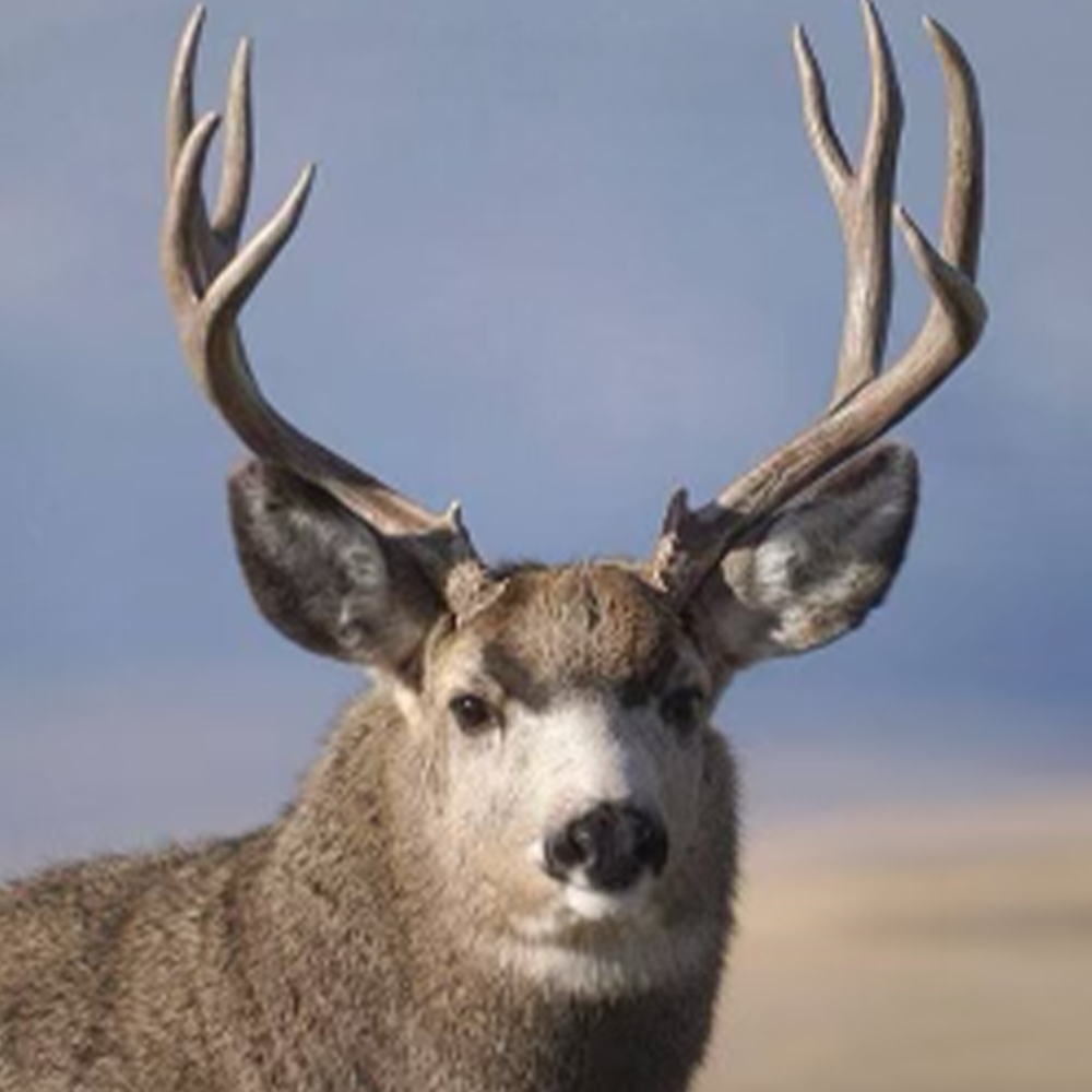 Mule Deer Nose