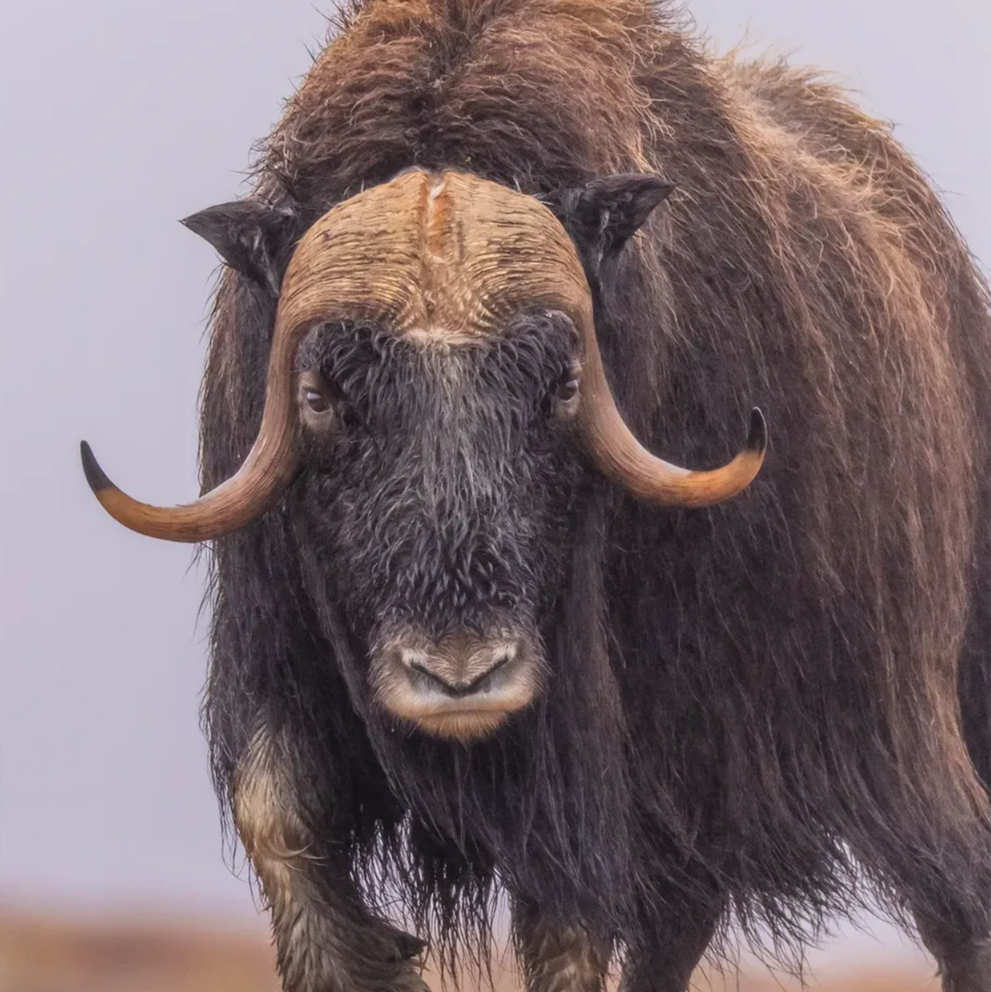 Greenland Muskox Nose