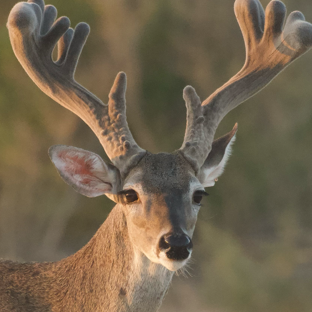 Whitetail Medium Nose