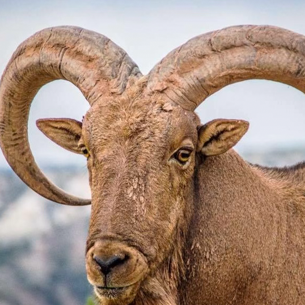 Aoudad Large Nose