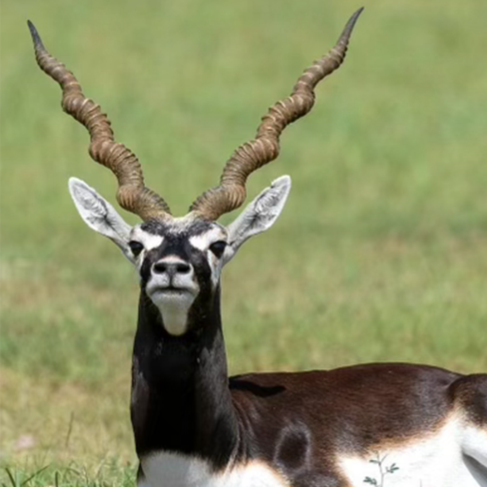 Blackbuck Nose