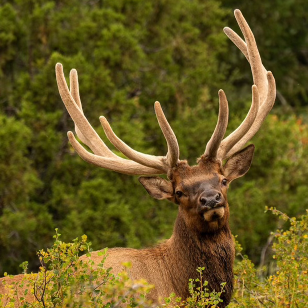 Elk Medium Nose