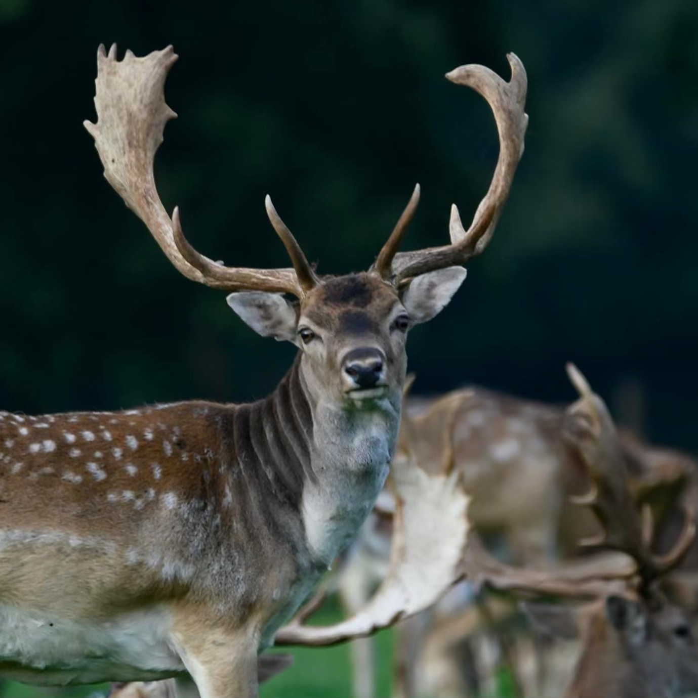 Fallow Deer Nose
