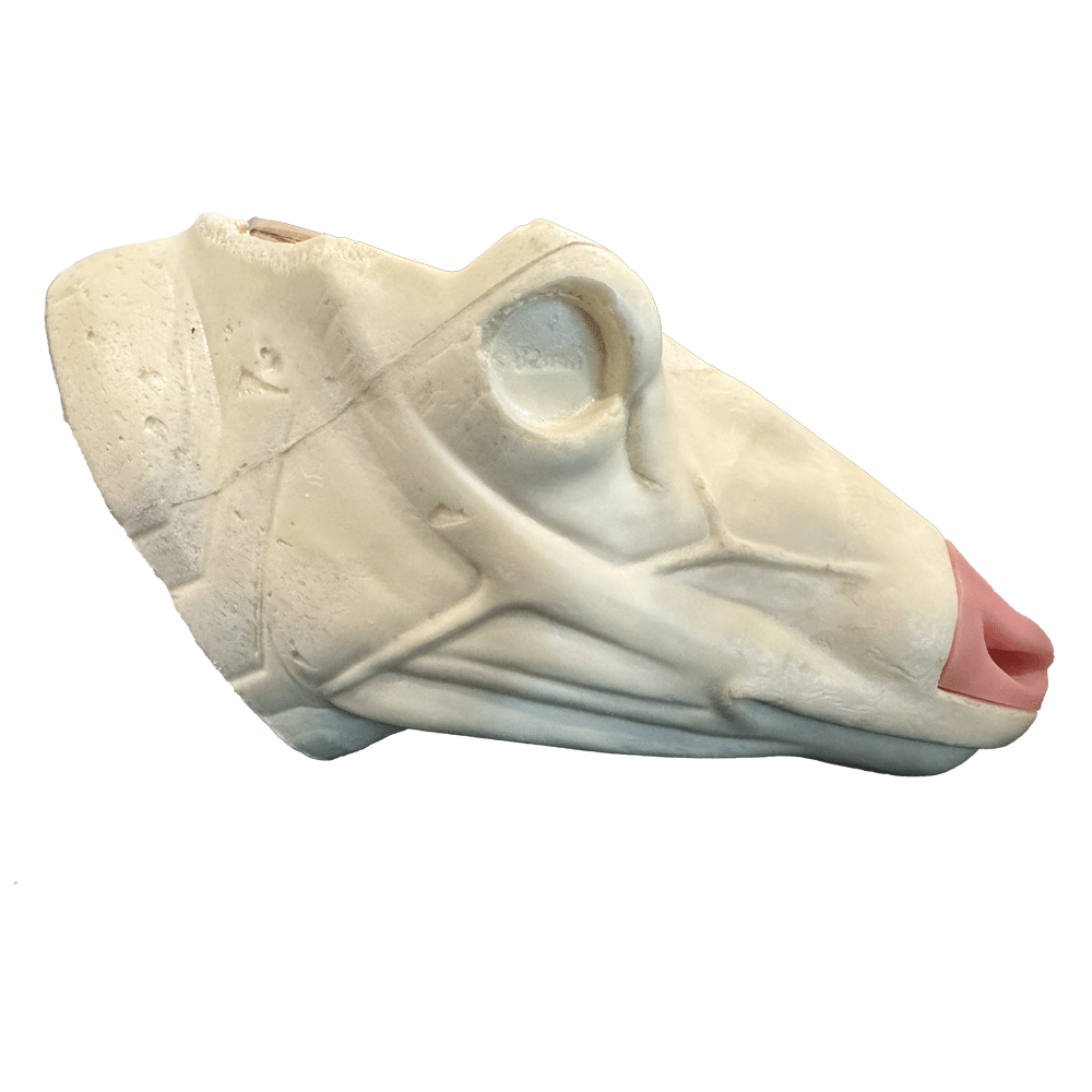 Mule Deer Changeout Head w/ Nose