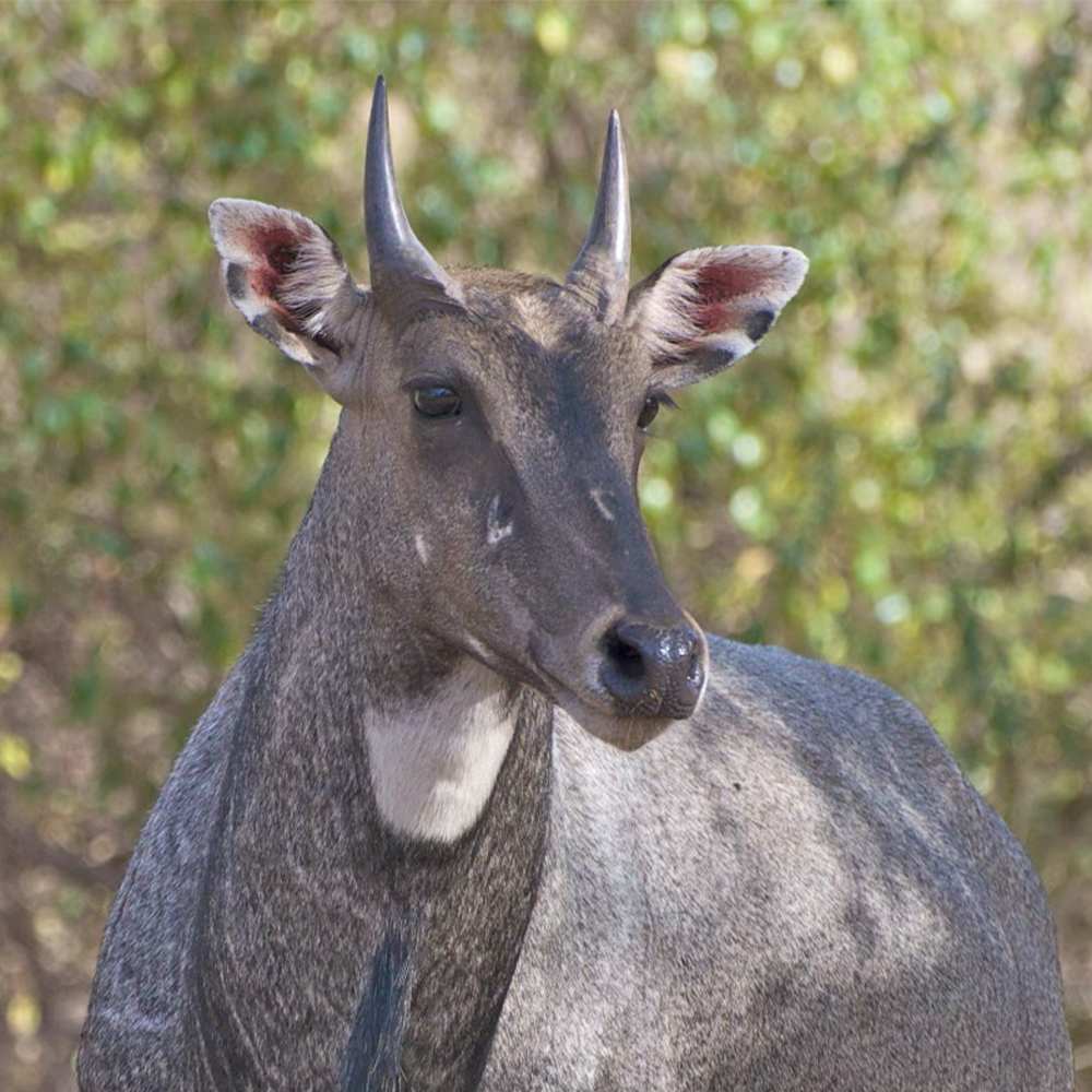 Nilgai Nose