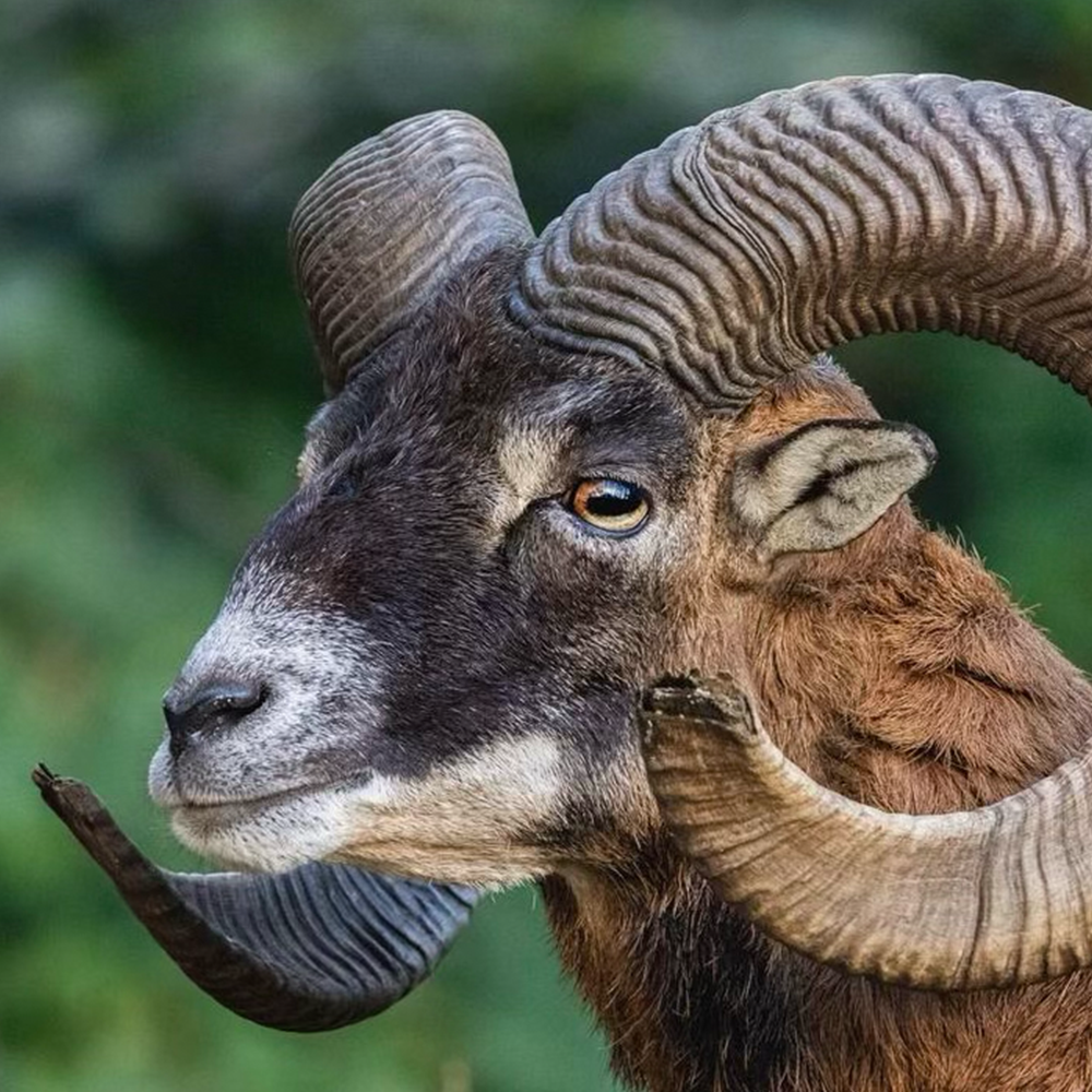 Ram Nose
