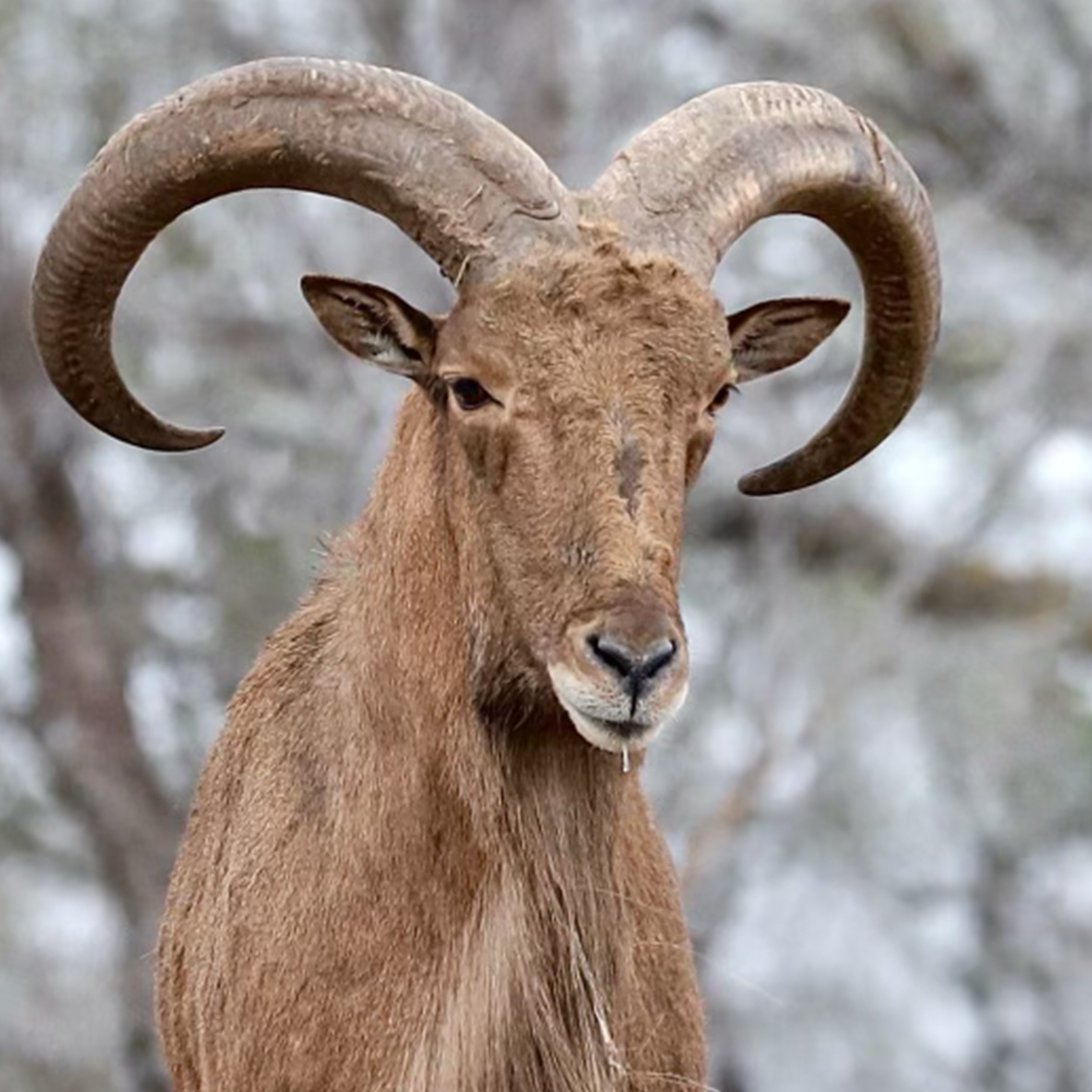 Aoudad Medium Nose