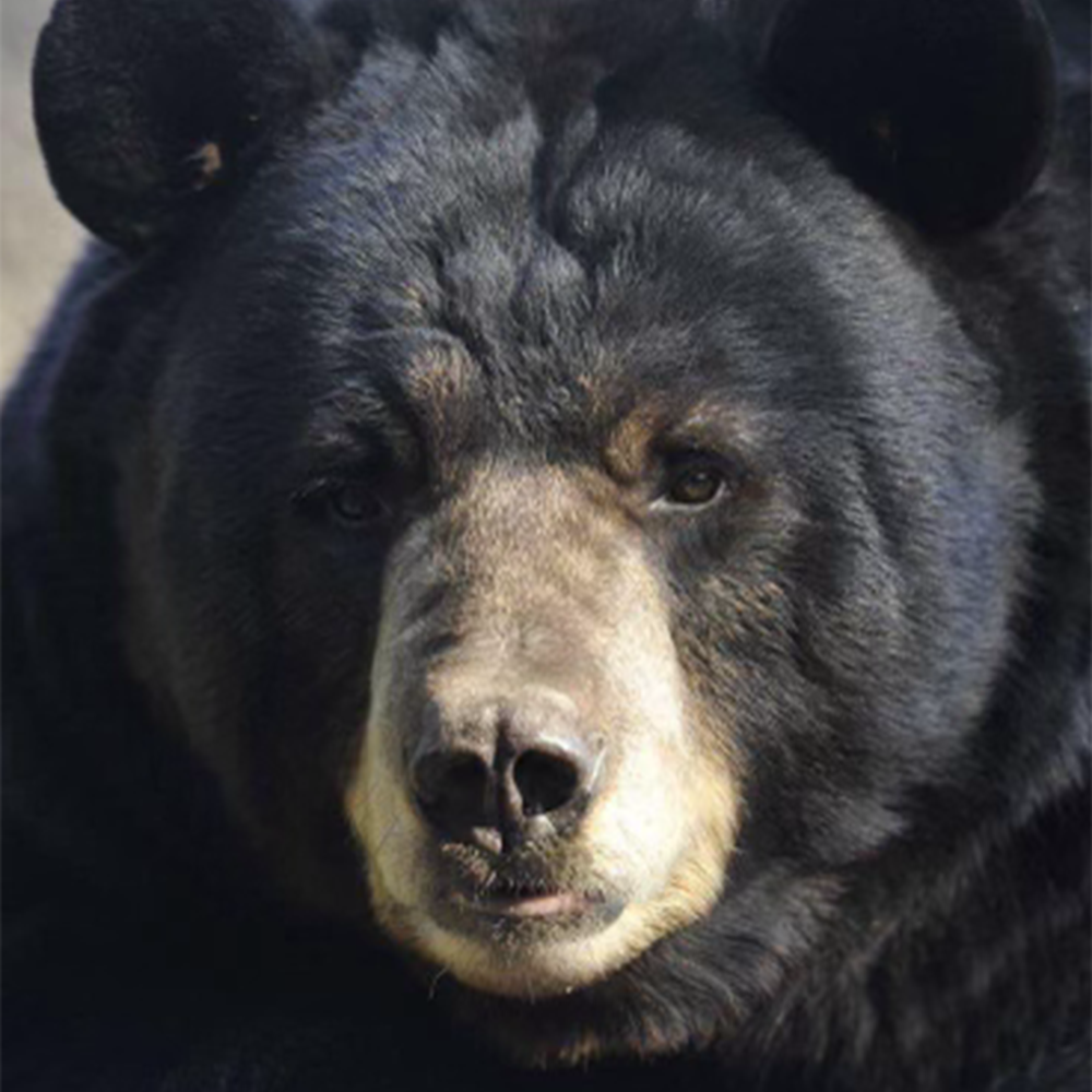 Black Bear XL Nose
