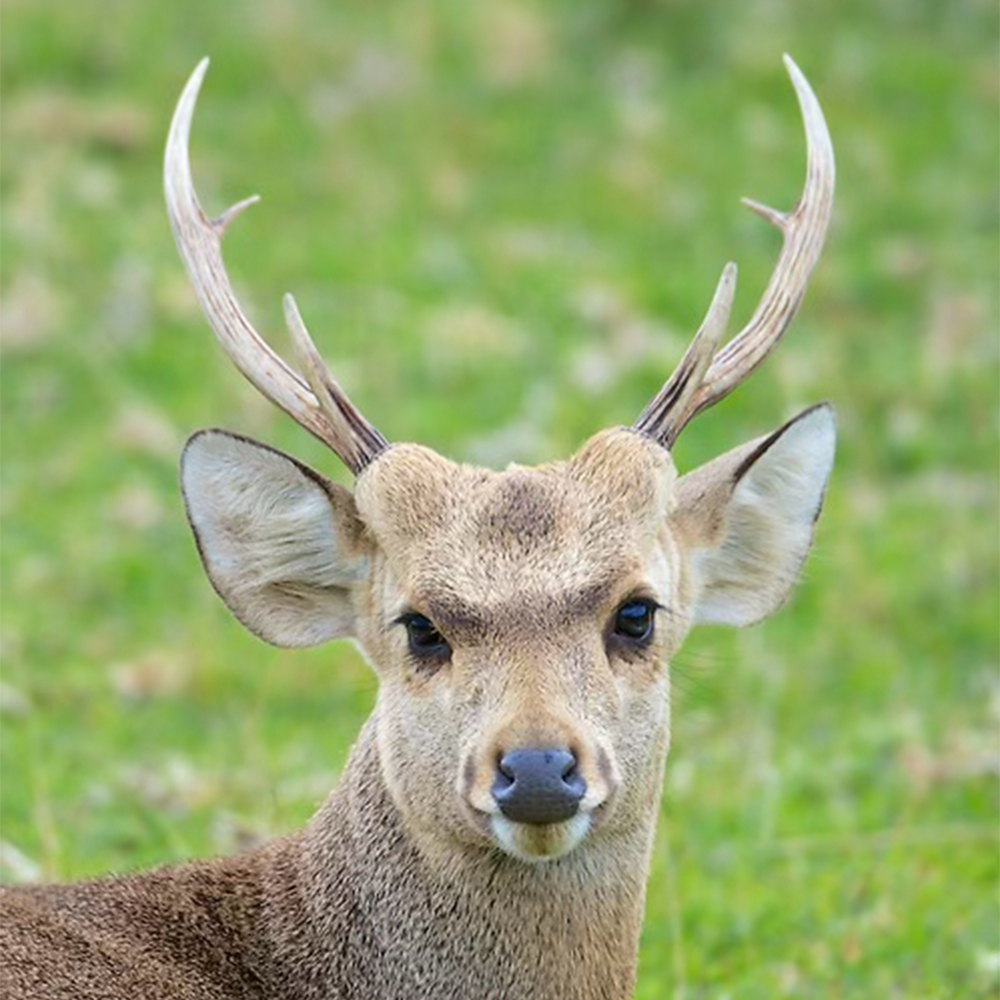 Hog Deer Nose