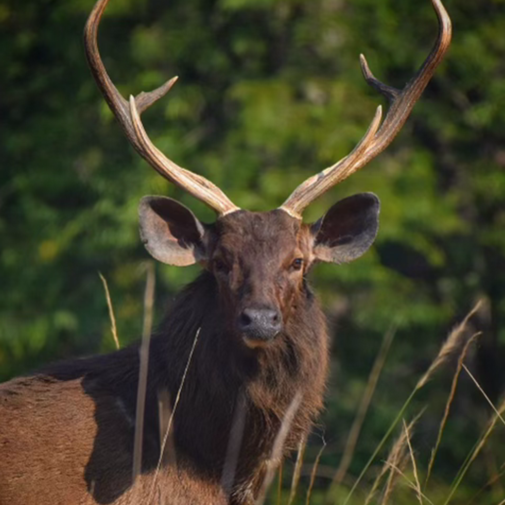 Sambar Nose